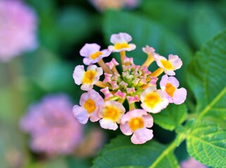 Wall Mural - yellow pink flowers lantana camara green leaves ,soft selective focus for pretty background ,blurred ,tropical plants , macro image ,copy space ,delicate  beauty of nature ,spring flowers blooming 