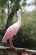 roseate spoonbill standing in the nature