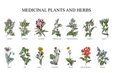 Medicinal Plants And Herbs Collection - Vintage Illustration From Larousse Du Xxe Siècle