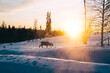 Young wild animan on nordic destination wanderlust during morning sunset, noble deer walking on snowy location near fir wood with tall trees on frosty evening
