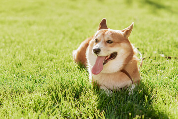 Portrait of a dog of the Corgi breed on a background of green grass on a sunny day in the park