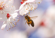 A bee in flight on an apricot flower.