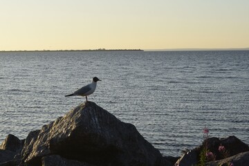 seagull on the pier