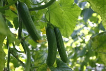 Green Cucumbers Growing In A Greenhouse