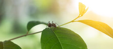 Black Spider Sits On A Green Leaf With A Flare. Macro Photography Blur Green Background