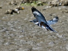 Belted Kingfisher (Ceryl Alcton) On A Hunt For Fish Near The Ocean Shore