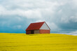 Landscape of the German countryside. A lonely house in the middle of a blooming yellow rapeseed field.