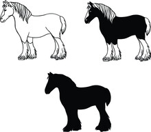 Clydesdale Horse Drawing Set - Vector Clipart