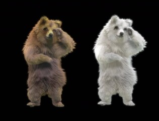 Wall Mural - bear CG fur 3d rendering animal realistic CGI VFX Animation  Loop alpha dance composition 3d mapping, Included in the end of the clip with Alpha matte.