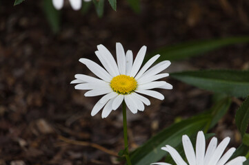 Wall Mural - white flower