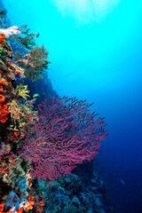 Wall Mural - A picture of the coral reef