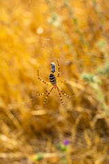 Beautiful spider on a spider web 