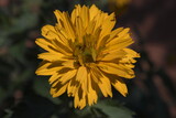 Fototapeta Dmuchawce - Piękny żółty kwiat w ogrodzie.
Nagietek