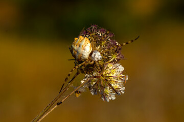 Beautiful spider on a spider web 