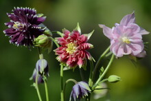 Three Aquilegia Flowers Of Different Varieties On A Blurred Green Background