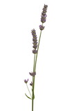 Fototapeta Lawenda - Lavender flower isolated on white background, clipping path