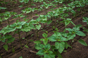 Sunflower plant in the garden. Seedlings are grow in the ground in a vegetable garden A row of seedlings. Agriculture, Eco farm