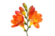 Freesia flowers and buds