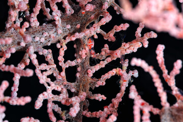 Wall Mural - A picture of a pygmy seahorse