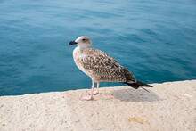 Seagull Standing At The Pier, Against Blue Ocean