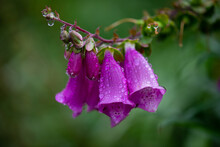 Morning Rain Drops On Blooming Purple Fox Glove Flower