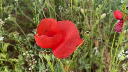 Canvas Print - Coquelicot dans un champ de la Nièvre, Bourgogne