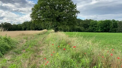 Wall Mural - Route de campagne dans la Nièvre, Bourgogne