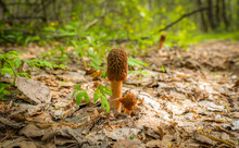 Edible Morel Mushroom In The Spring Forest