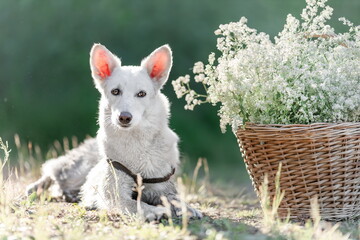 Wall Mural - White mongrel dog lying down at nature near basket with white flowers