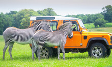 Ranger Feeding Zebras In A Safari Park