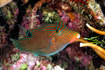 A picture of a spotted sharpnose