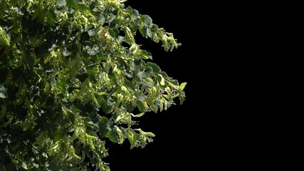 Transparent background. Green leaves with thick flowers on a tree branch with an alpha channel