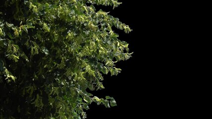 Transparent background. Green leaves with thick flowers on a tree branch with an alpha channel