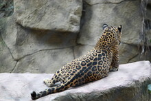 Leopardo De Espalda