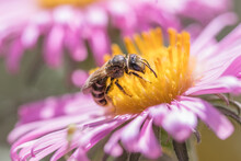 Sweat Bee On New England Aster