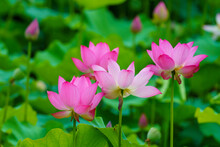 Pink Lotus In The Garden
