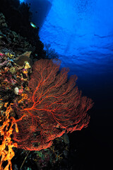 Wall Mural - A picture of the coral reef