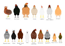 16 Popular Chicken Breeds Bundle