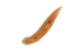 PA268342 freshwater triclad flatworm (Cura foremanii), Isolated, cECP 2021