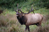 Fototapeta  - bull roosevelt elk bugling