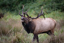 Bull Roosevelt Elk Bugling