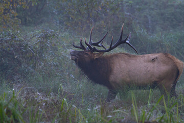 bull Roosevelt elk bugling in coastal fog