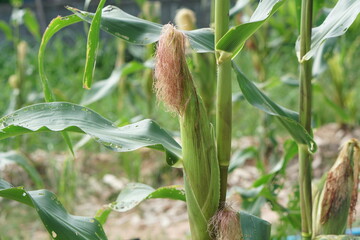 Wall Mural - selective focus picture of corn in organic corn field.