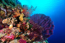 A Picture Of The Coral Reef