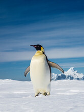 World's Largest Penguin, Emperor Penguins (Aptenodytes Forsteri) On Sea Ice, Weddell Sea, Antarctica