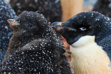 Snowflakes And Adelie (Pygoscelis Adeliae) Penguins With Chicks On Torguson Island, Near Palmer Station, Antarctica