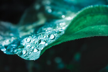 Water Drops On Leaf. Beautiful Green Leaf Texture With Drops Of Water
