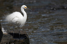 Little Egret On The Side Of A River Bank Waiting To Strike At Prey