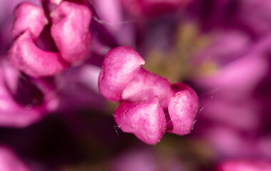 Lilac flowers on nature as a background.