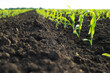 © Mikhailov Studio - Close up low angle view at row of young corn stalks at field spring time